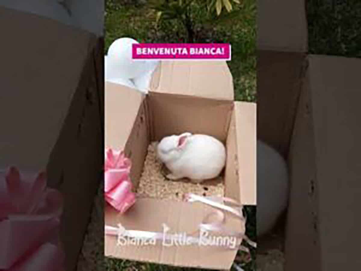 Mascotte coniglio viola e bianco - Animali Mascotte coniglio viola e bianco - Animali